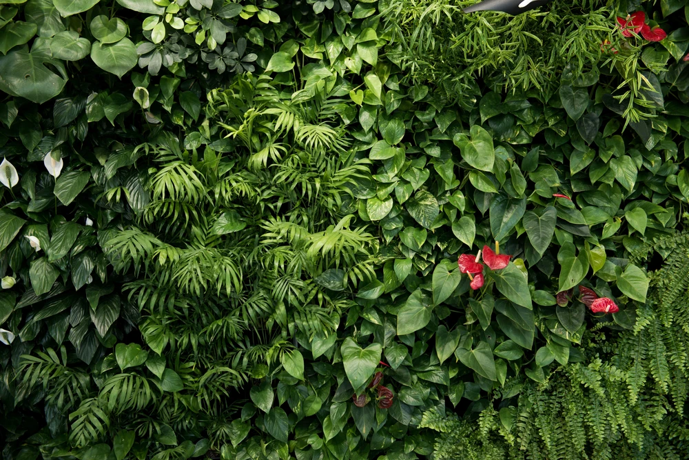 Mur végétal luxuriant en extérieur composé de feuillages tropicaux denses et variés
