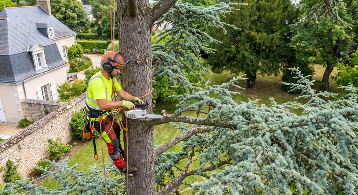 Élagueur professionnel équipé d'un harnais de sécurité et de casque, travaillant en hauteur sur les branches d'un grand arbre feuilu en milieu urbain. L'ouvrier est en action de taille ou d'élagage, utilisant une scie ou un outil de coupe adapté. L'intervention montre clairement les équipements de protection (corde, harnais, casque) et les techniques professionnelles d'arboriculture. Arbres résidentiels ou urbains visibles en arrière-plan, jour ensoleillé, lumière naturelle claire.