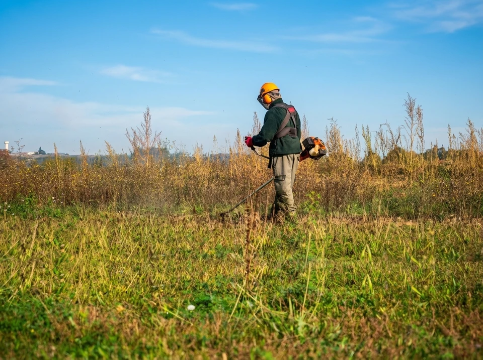 Professionnel en tenue de travail effectuant la taille d'une haie de conifères dans un jardin extérieur