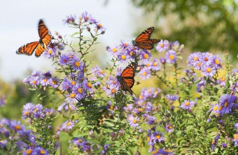Gestion des insectes nuisibles : protéger votre jardin de manière respectueuse de l’environnement