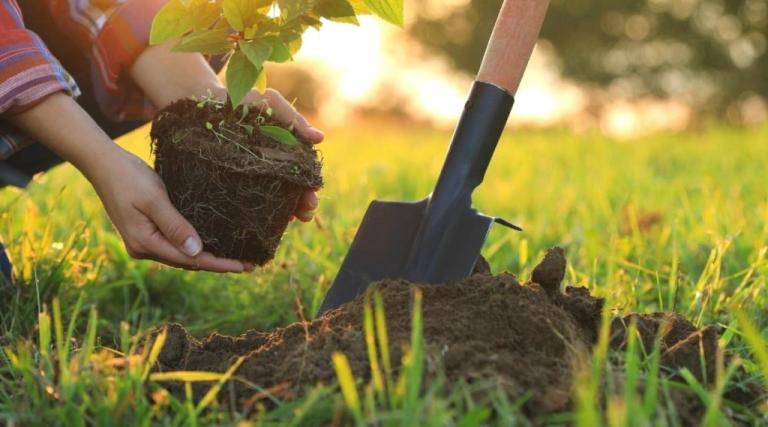 Les plantes locales : pourquoi elles sont meilleures pour votre jardin ?