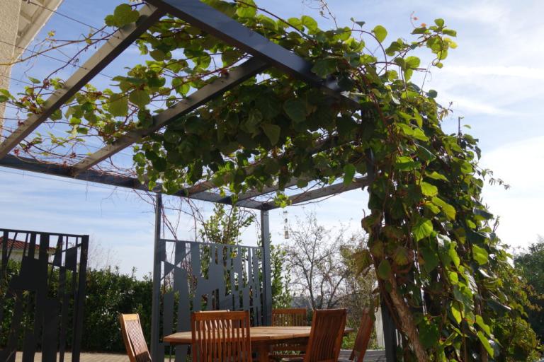 Les meilleures plantes grimpantes pour vos pergolas et treillis