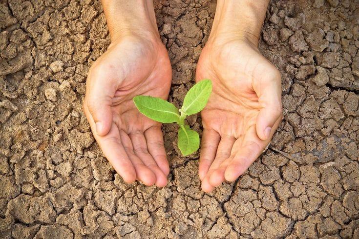 Les meilleures plantes pour un jardin résistant à la sécheresse